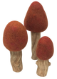 Papoose Autumn Trees